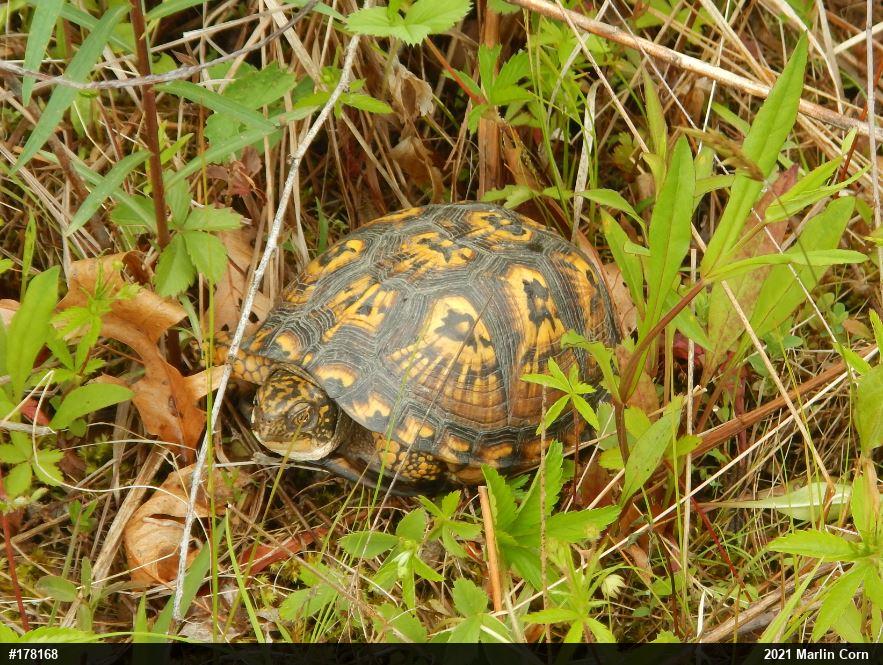 Eastern Box Turtle