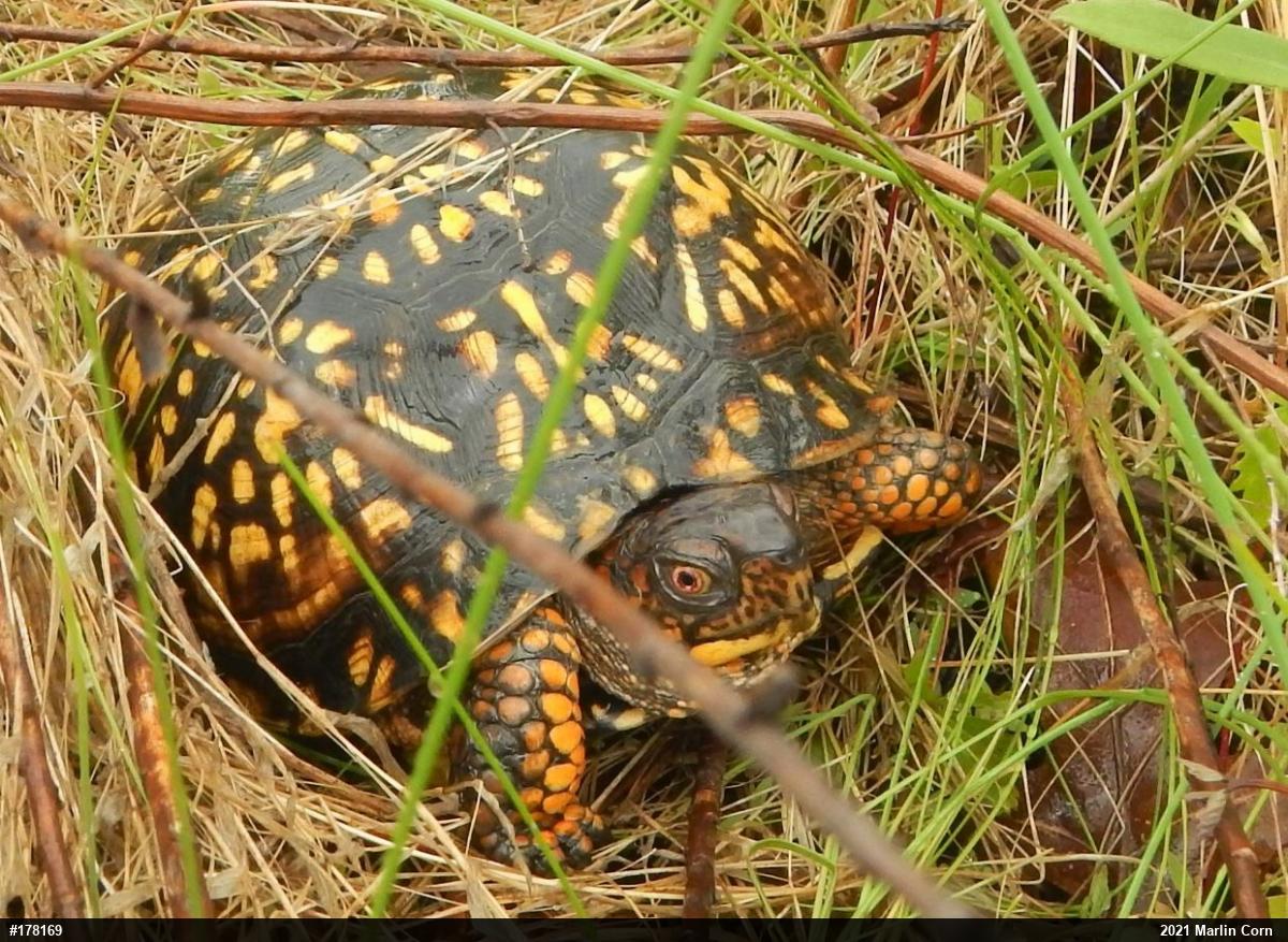 Eastern Box Turtle