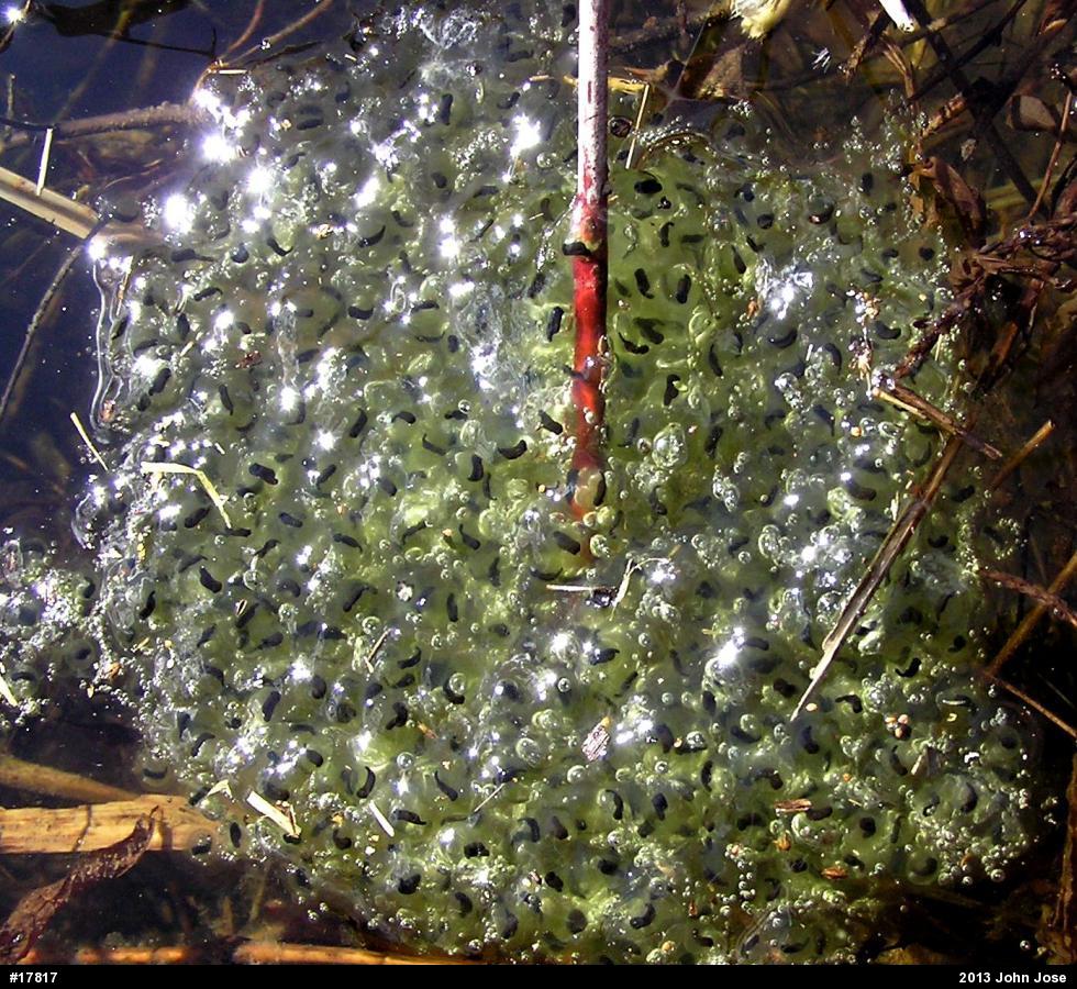 Wood Frog