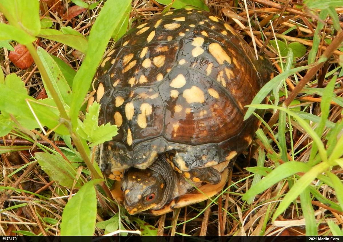 Eastern Box Turtle