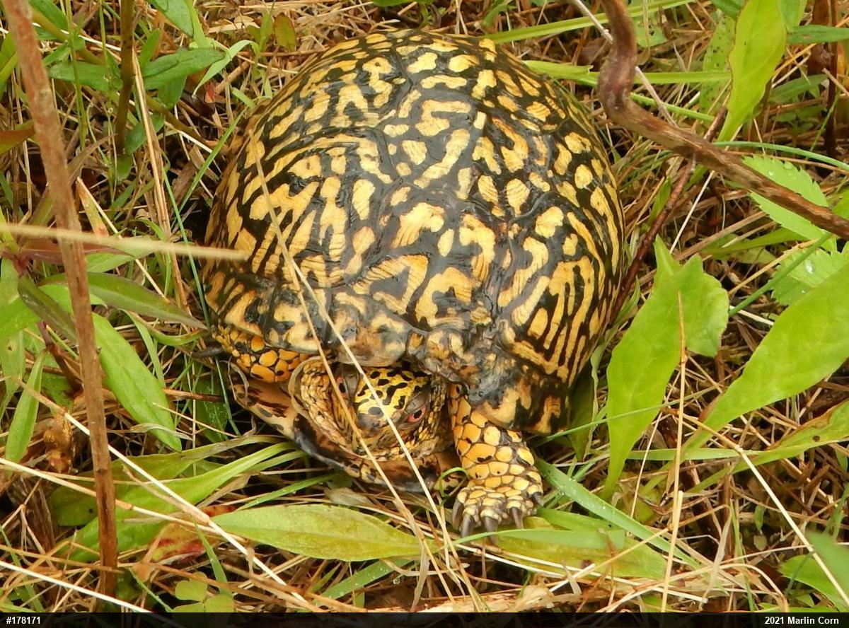 Eastern Box Turtle