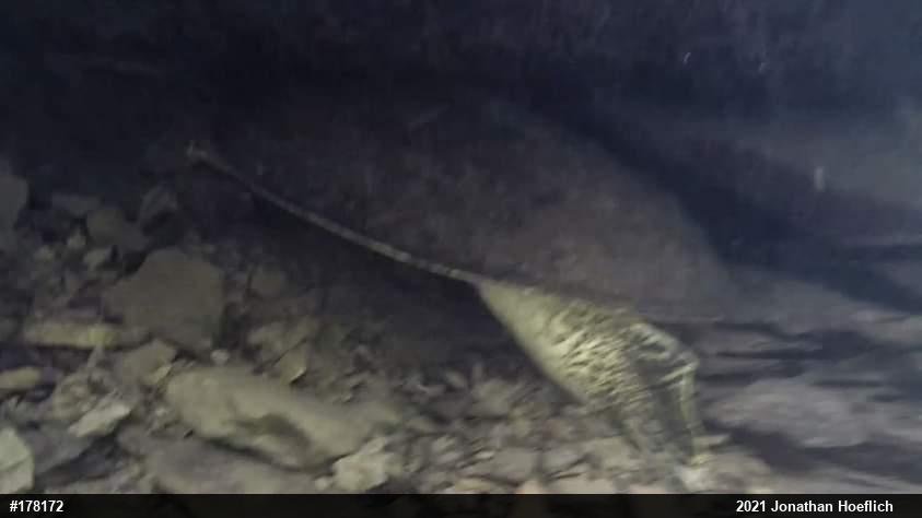 Eastern Spiny Softshell