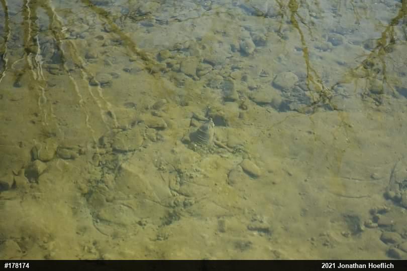 Eastern Spiny Softshell
