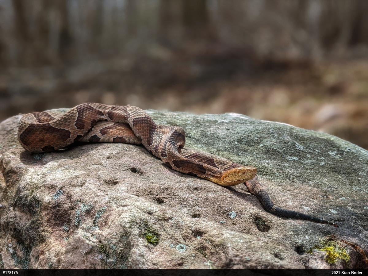 Northern Copperhead