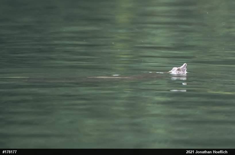 Eastern Spiny Softshell