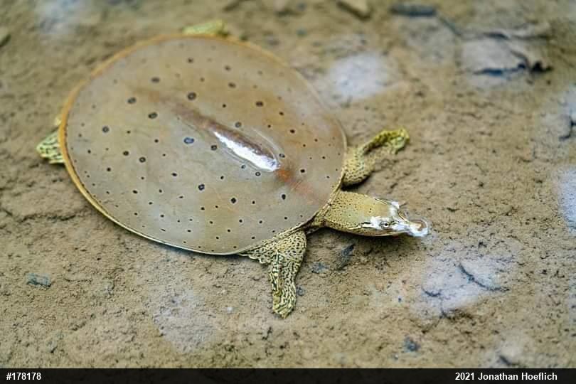 Eastern Spiny Softshell