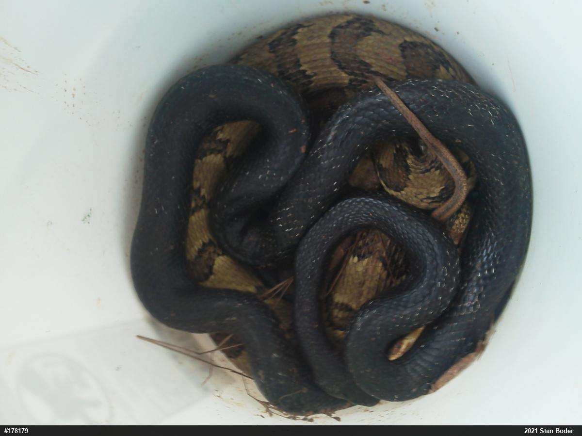 Eastern Ratsnake