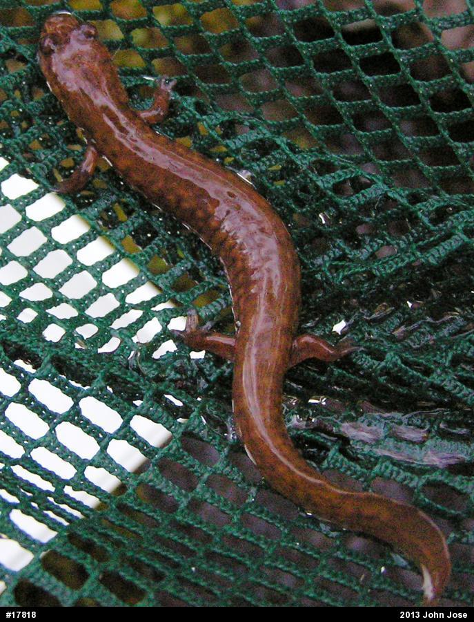 Northern Spring Salamander