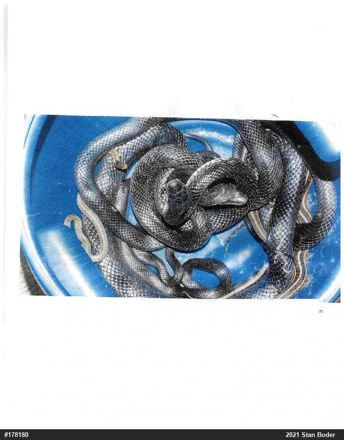 Eastern Gartersnake