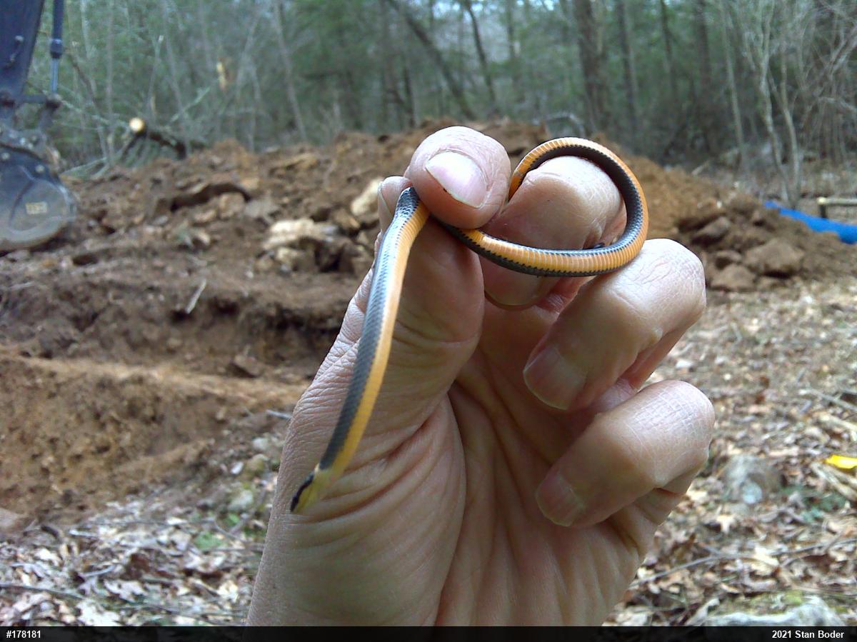 Northern Ring-necked Snake