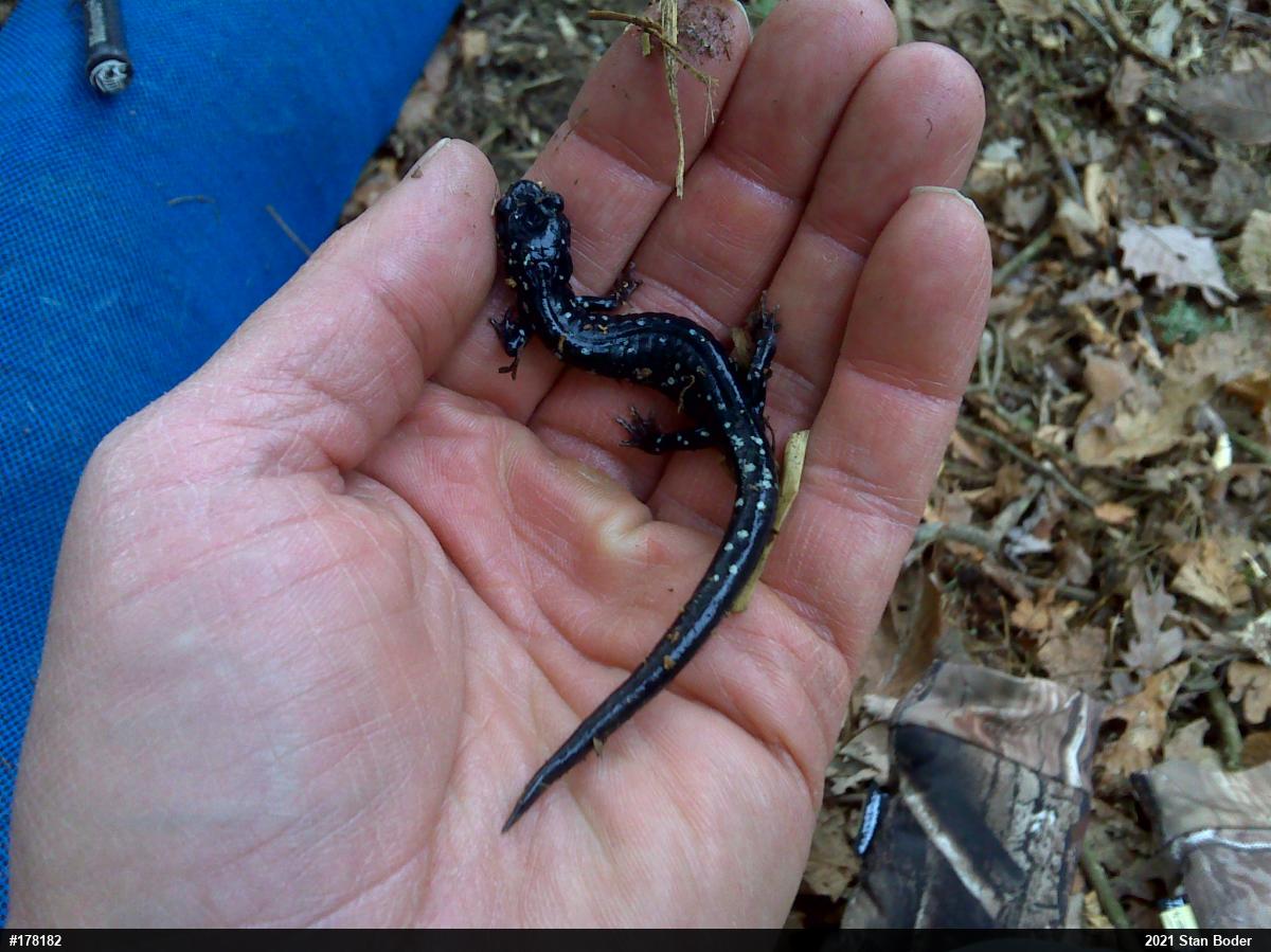 Northern Slimy Salamander