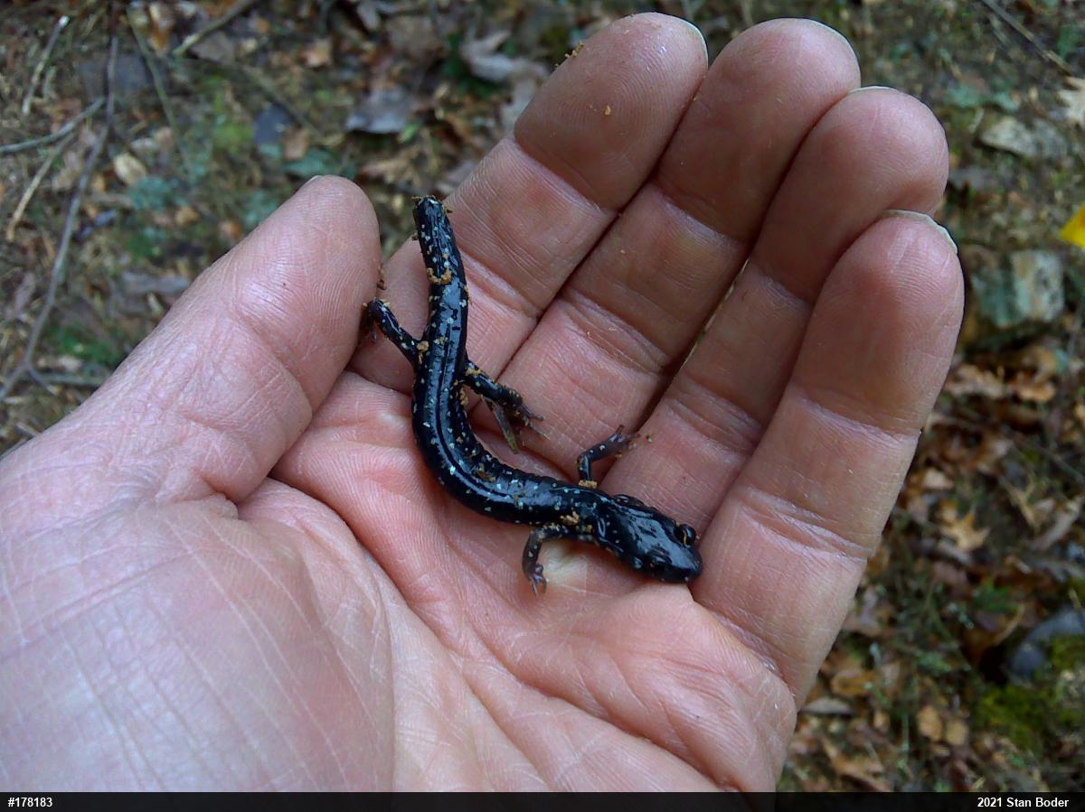 Northern Slimy Salamander