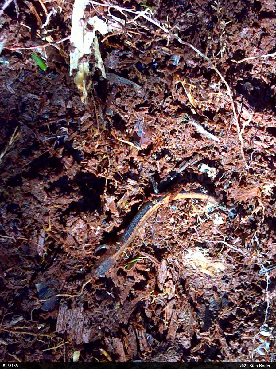 Eastern Red-backed  Salamander
