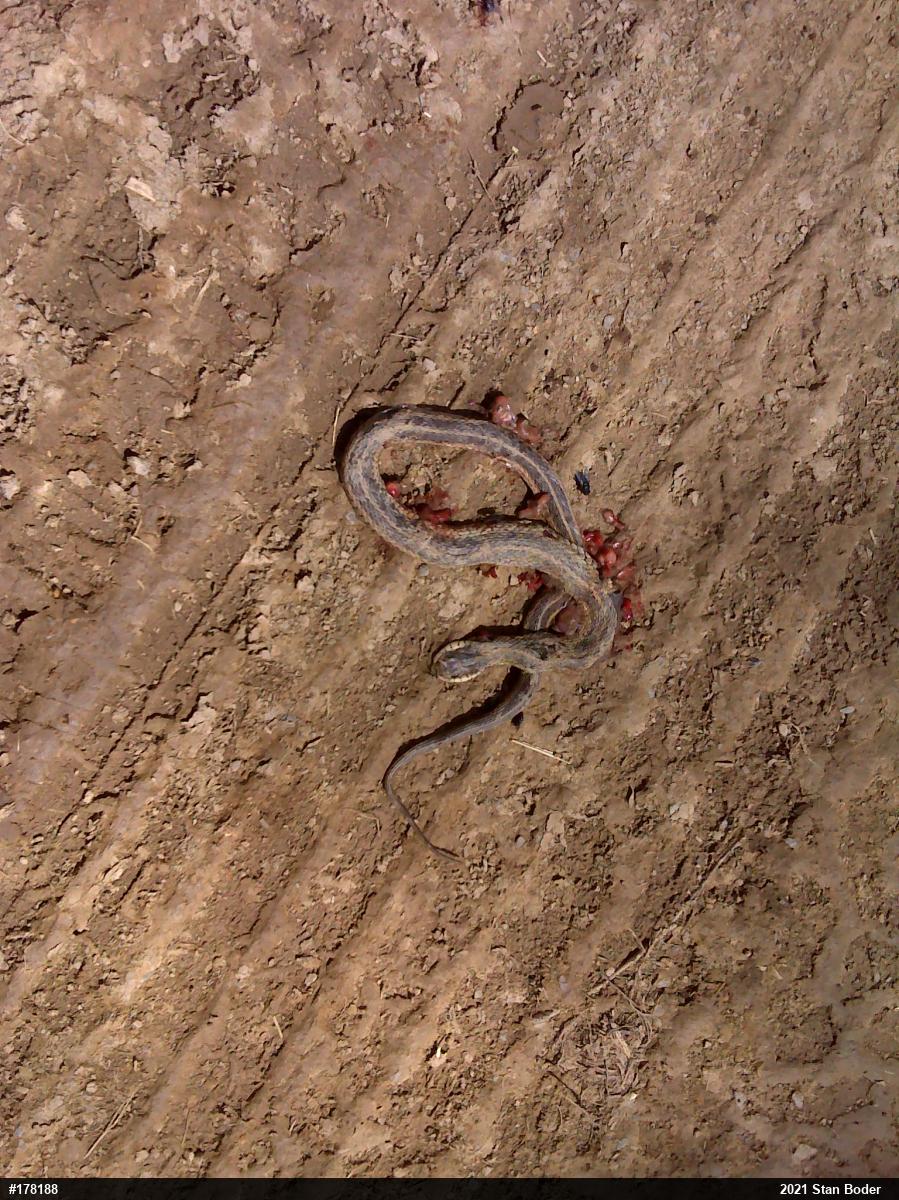 Eastern Gartersnake