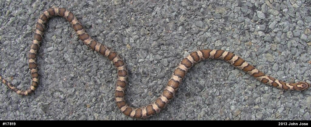 Eastern Milksnake