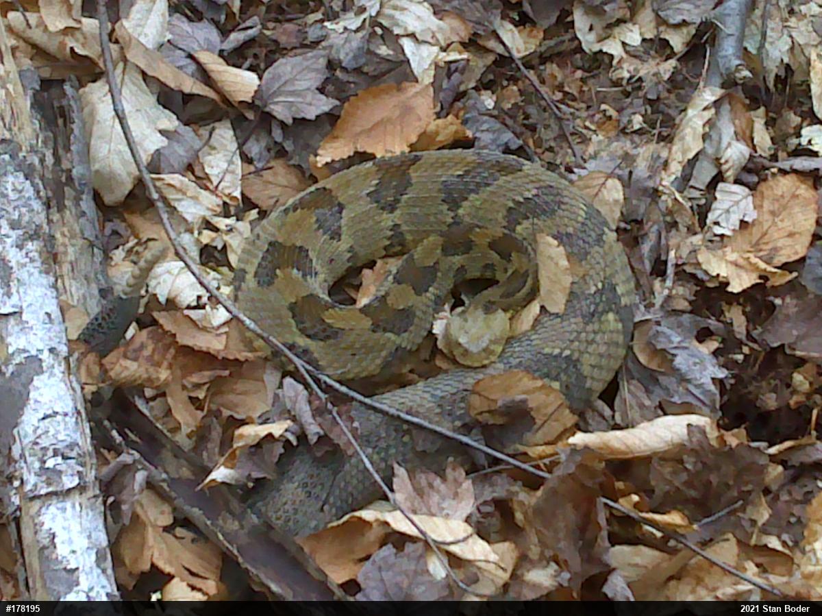 Timber Rattlesnake