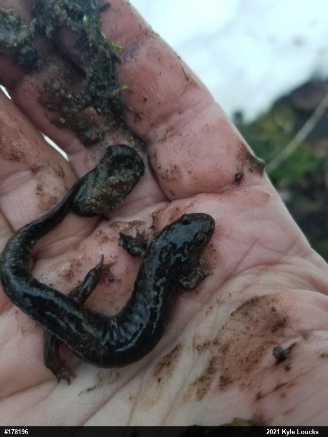 Northern Dusky Salamander