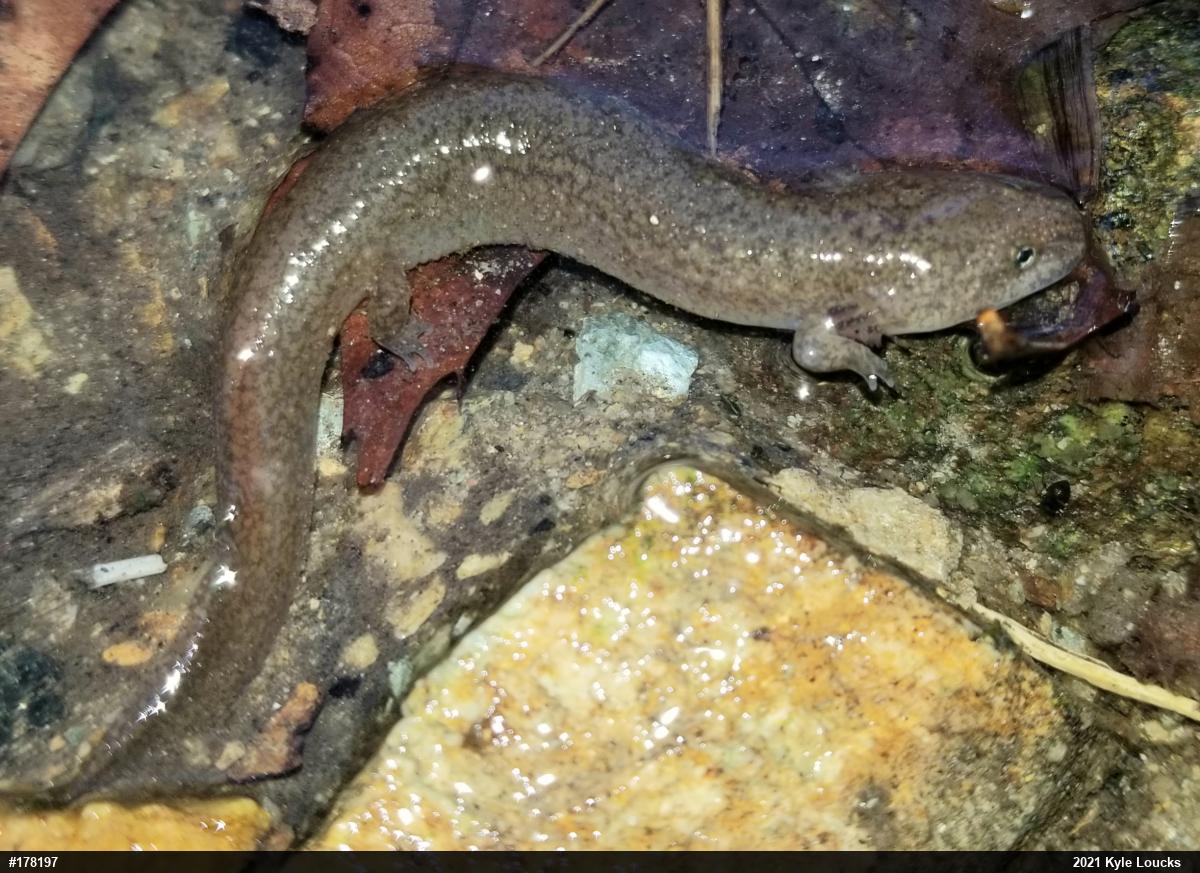 Northern Red Salamander