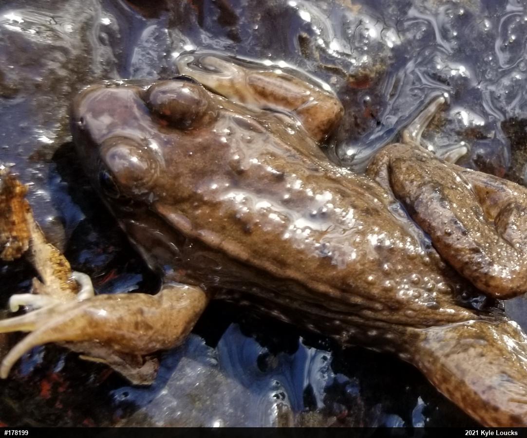 Green Frog