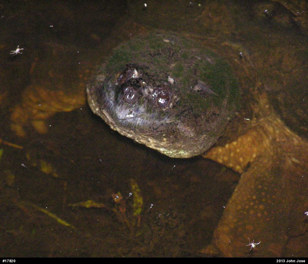 Snapping Turtle