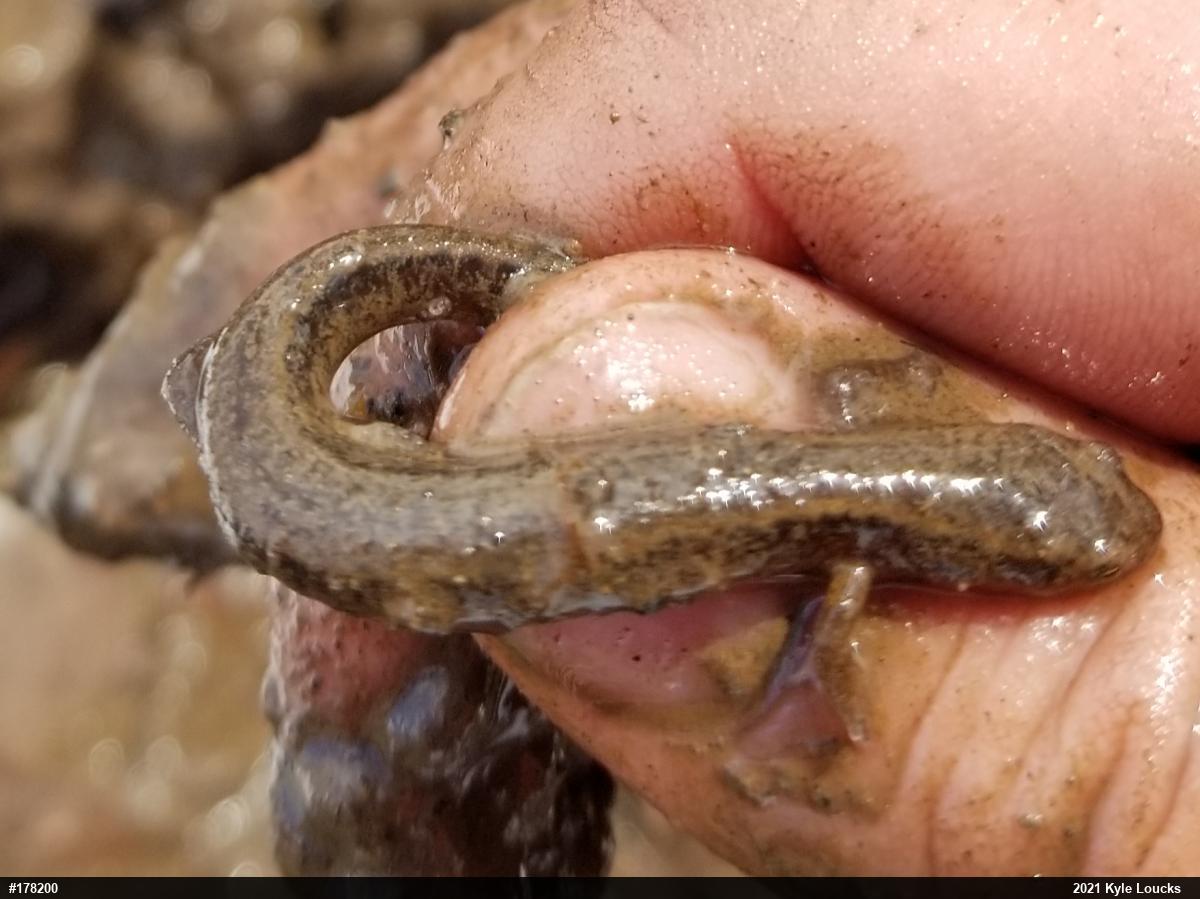 Northern Two-lined Salamander