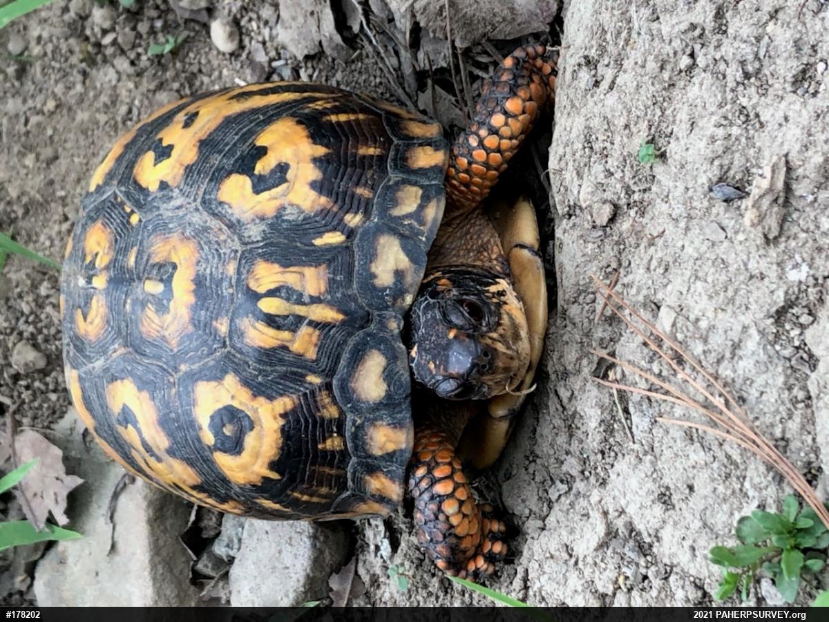 Eastern Box Turtle