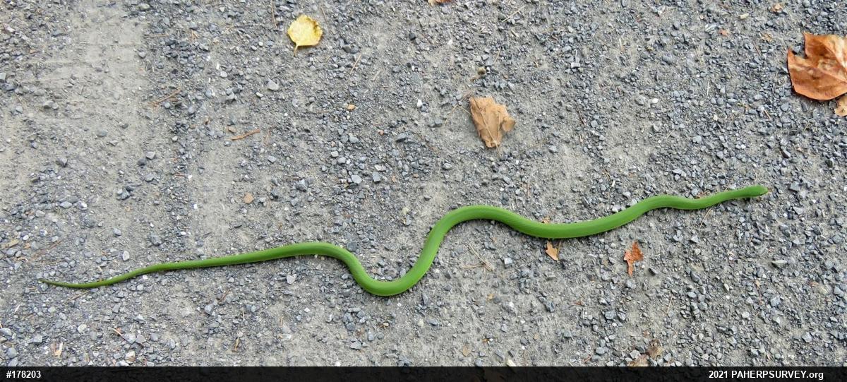 Smooth Greensnake