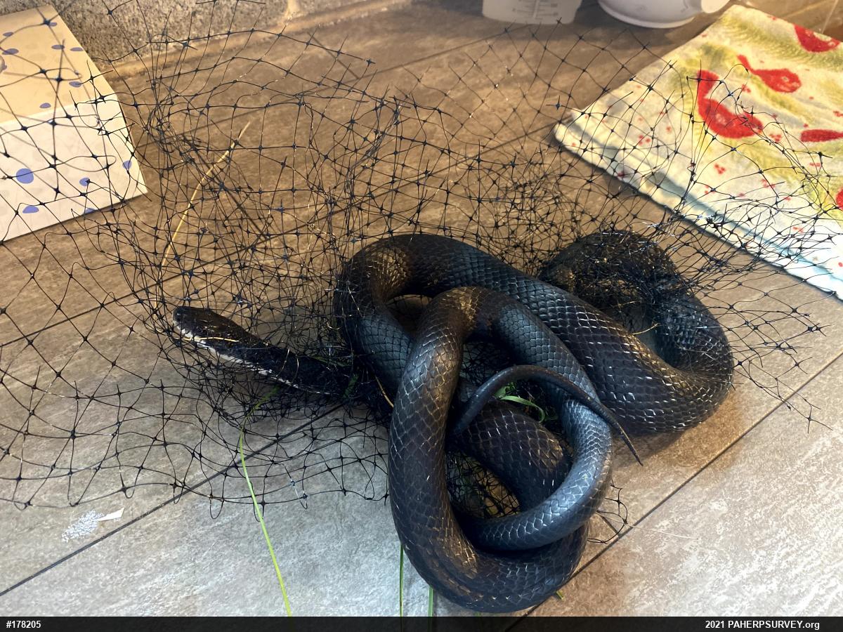 Eastern Ratsnake