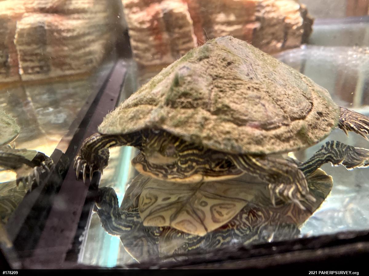 Northern Map Turtle