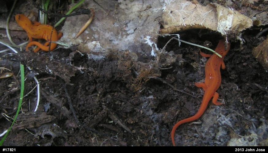 Red-spotted Newt
