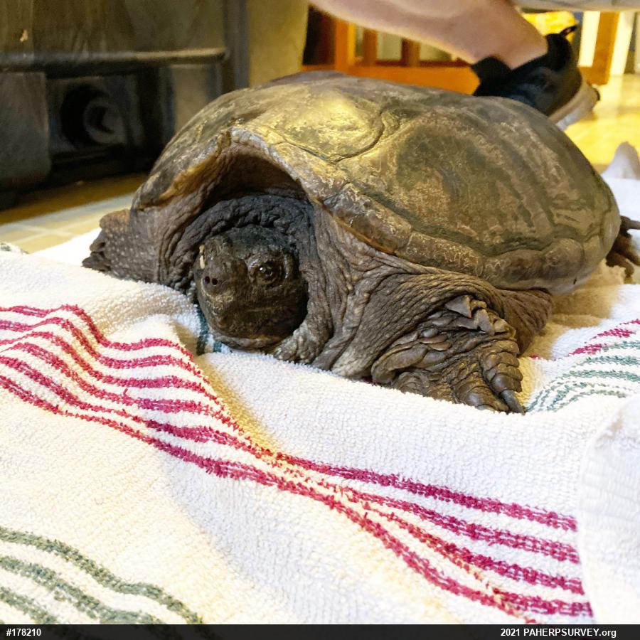 Snapping Turtle