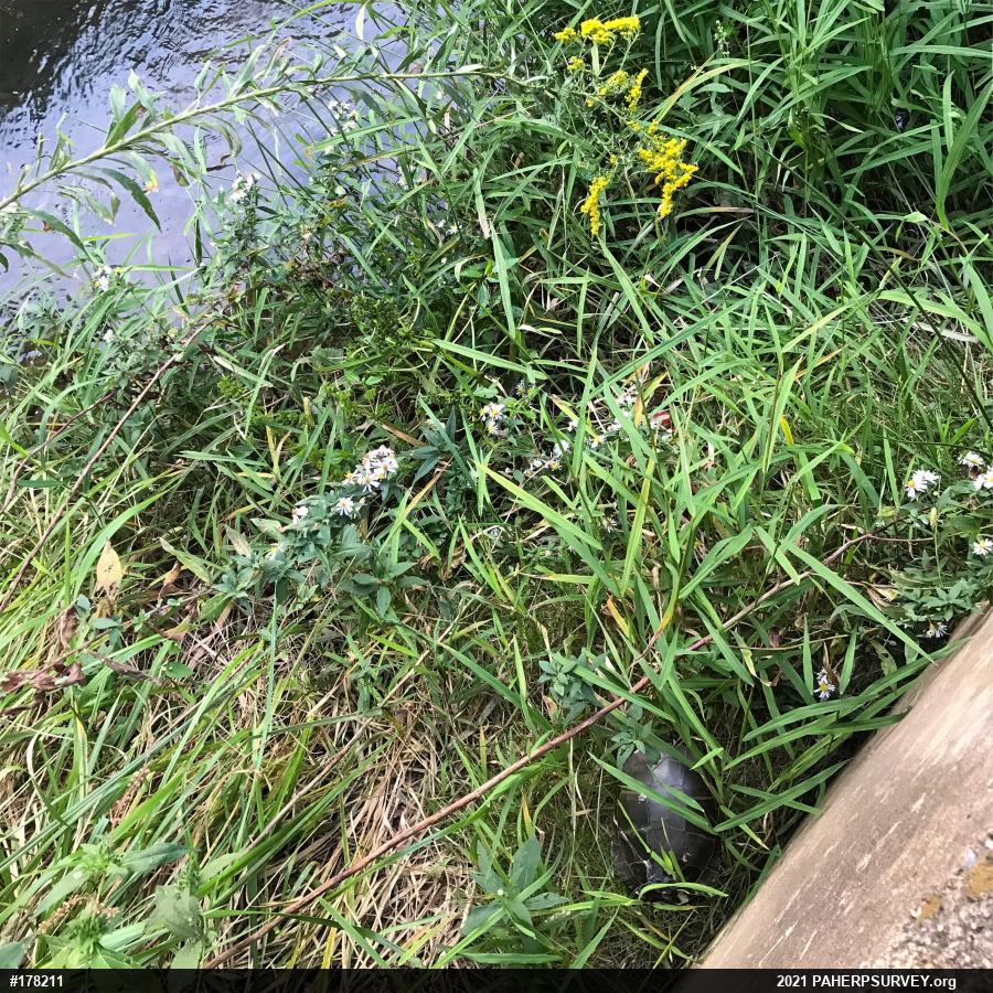 Eastern Painted Turtle