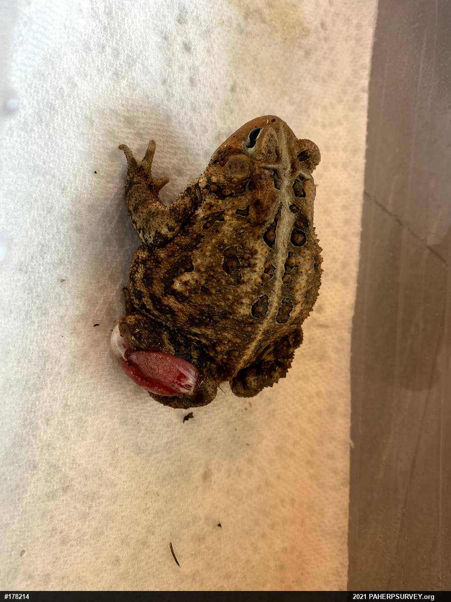 Eastern American Toad