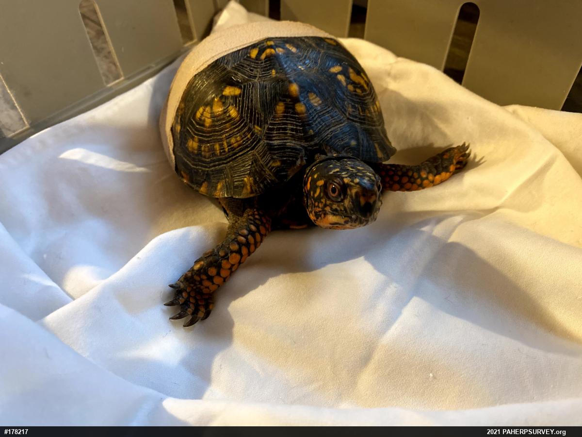 Eastern Box Turtle
