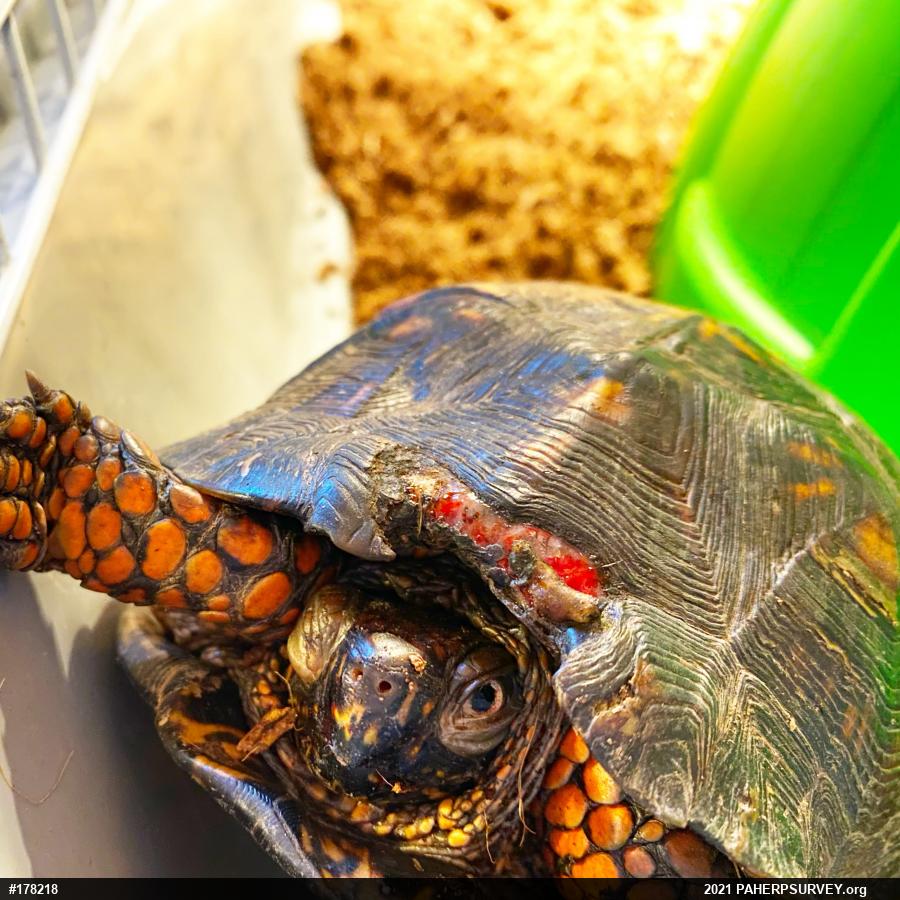 Eastern Box Turtle