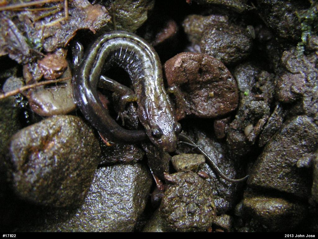 Allegheny Mountain Dusky Salamander