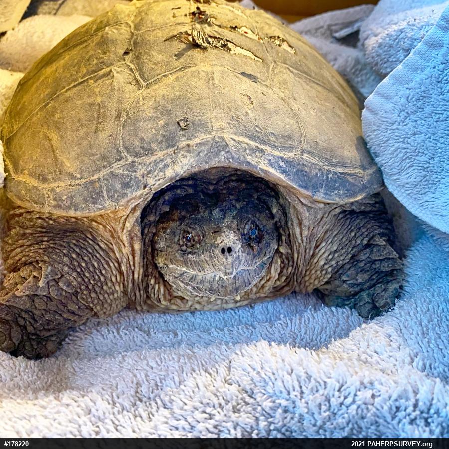 Snapping Turtle