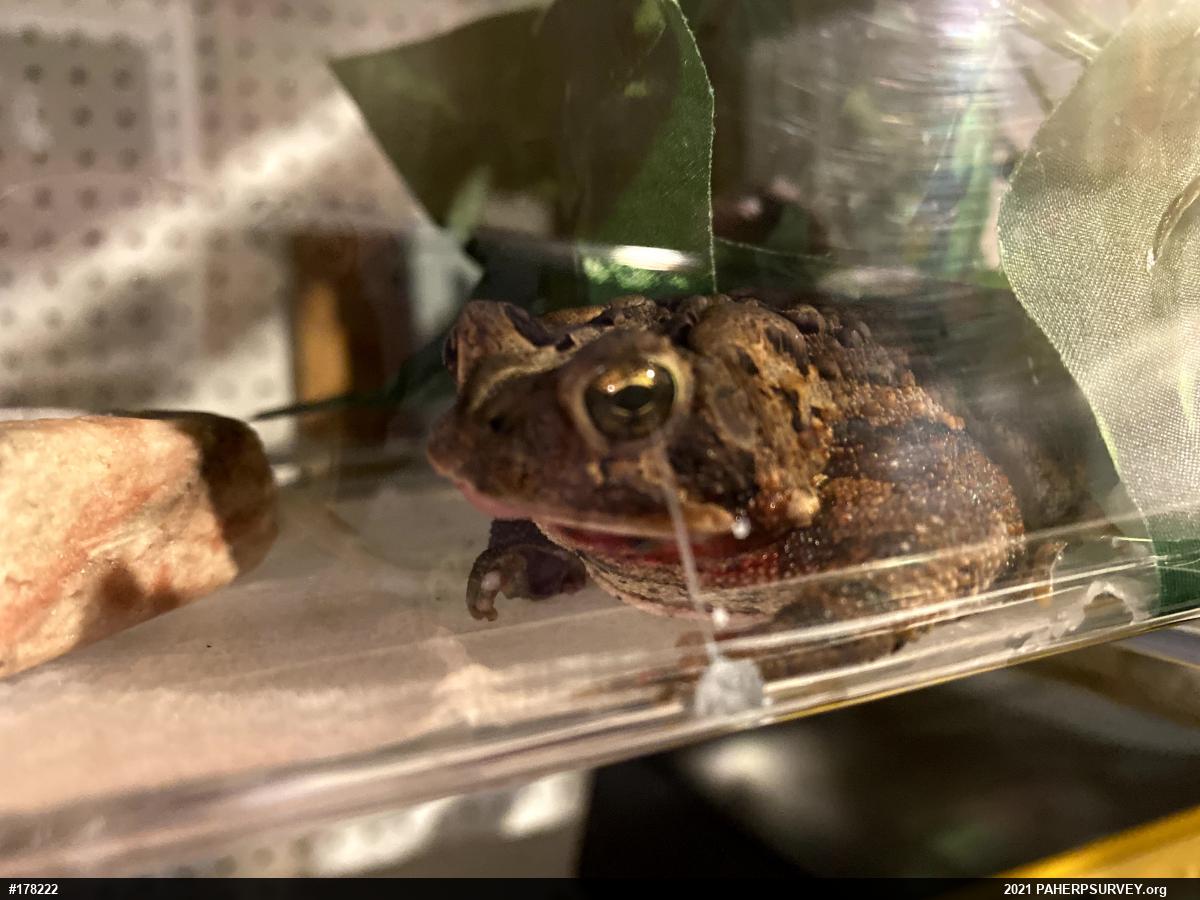 Eastern American Toad