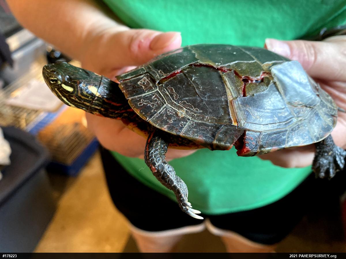 Painted Turtle