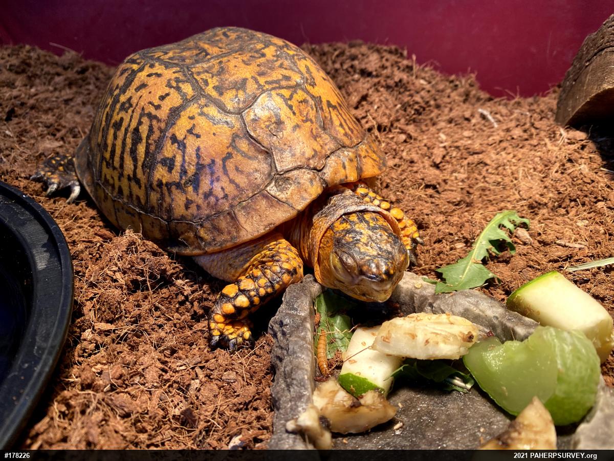 Eastern Box Turtle