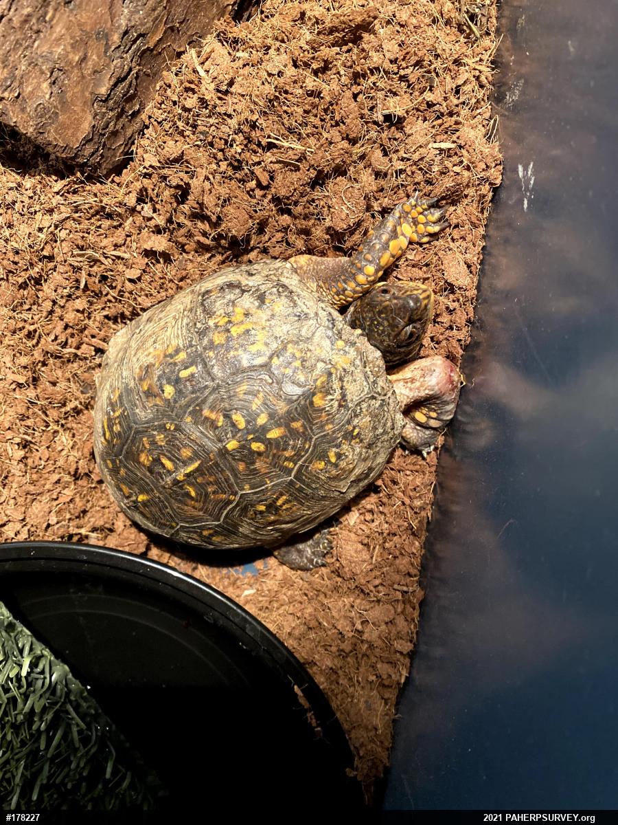 Eastern Box Turtle