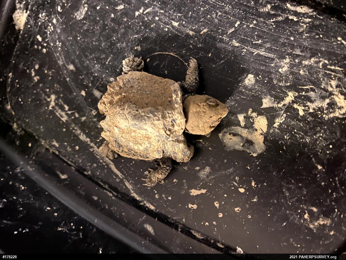 Snapping Turtle