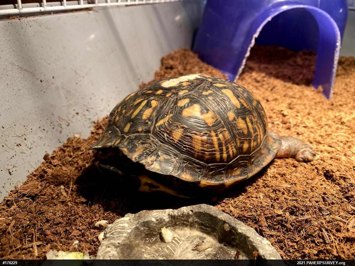 Eastern Box Turtle