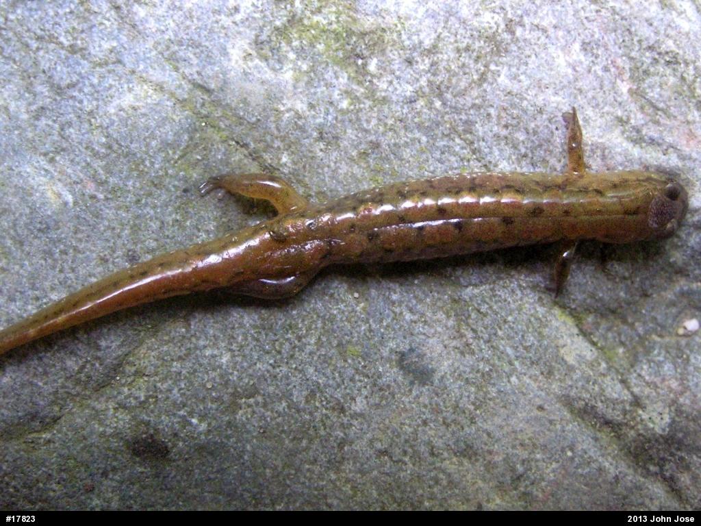 Northern Dusky Salamander