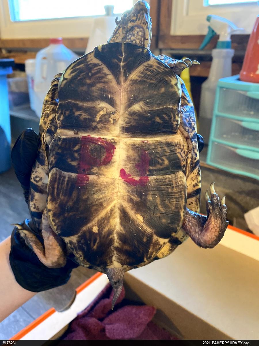 Eastern Box Turtle