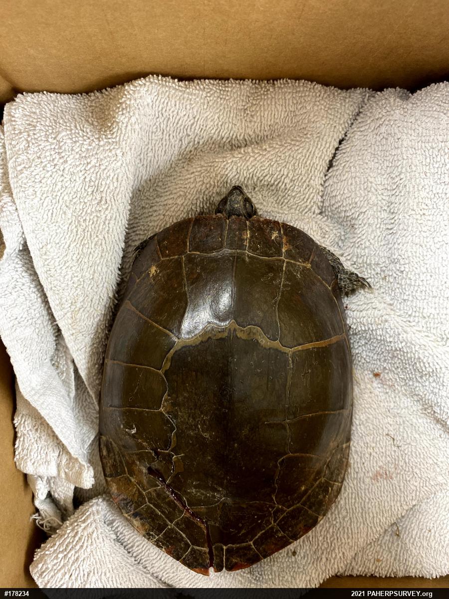 Eastern Painted Turtle