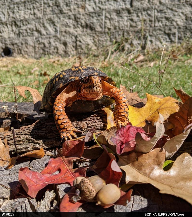 Eastern Box Turtle