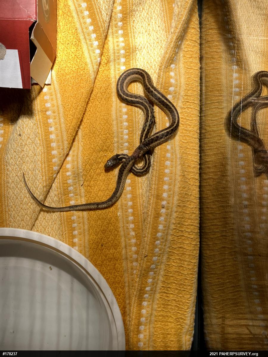Eastern Gartersnake
