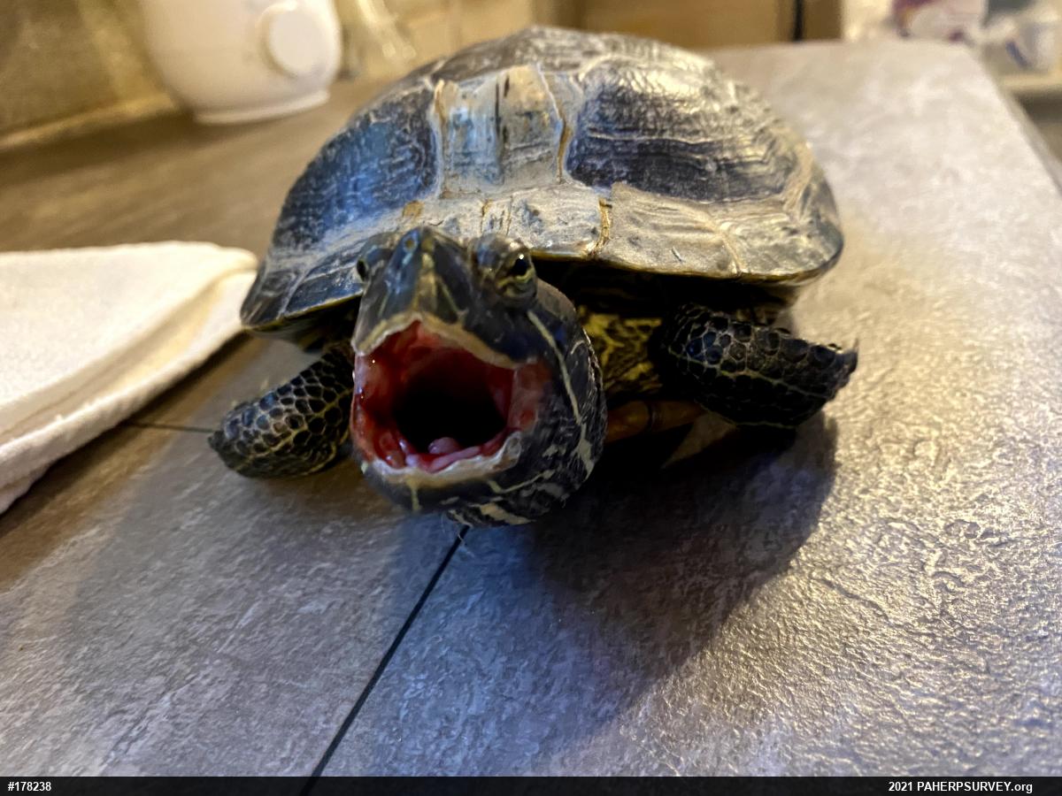 Red-eared Slider