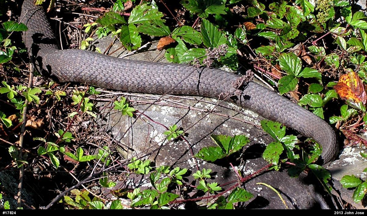 Northern Watersnake